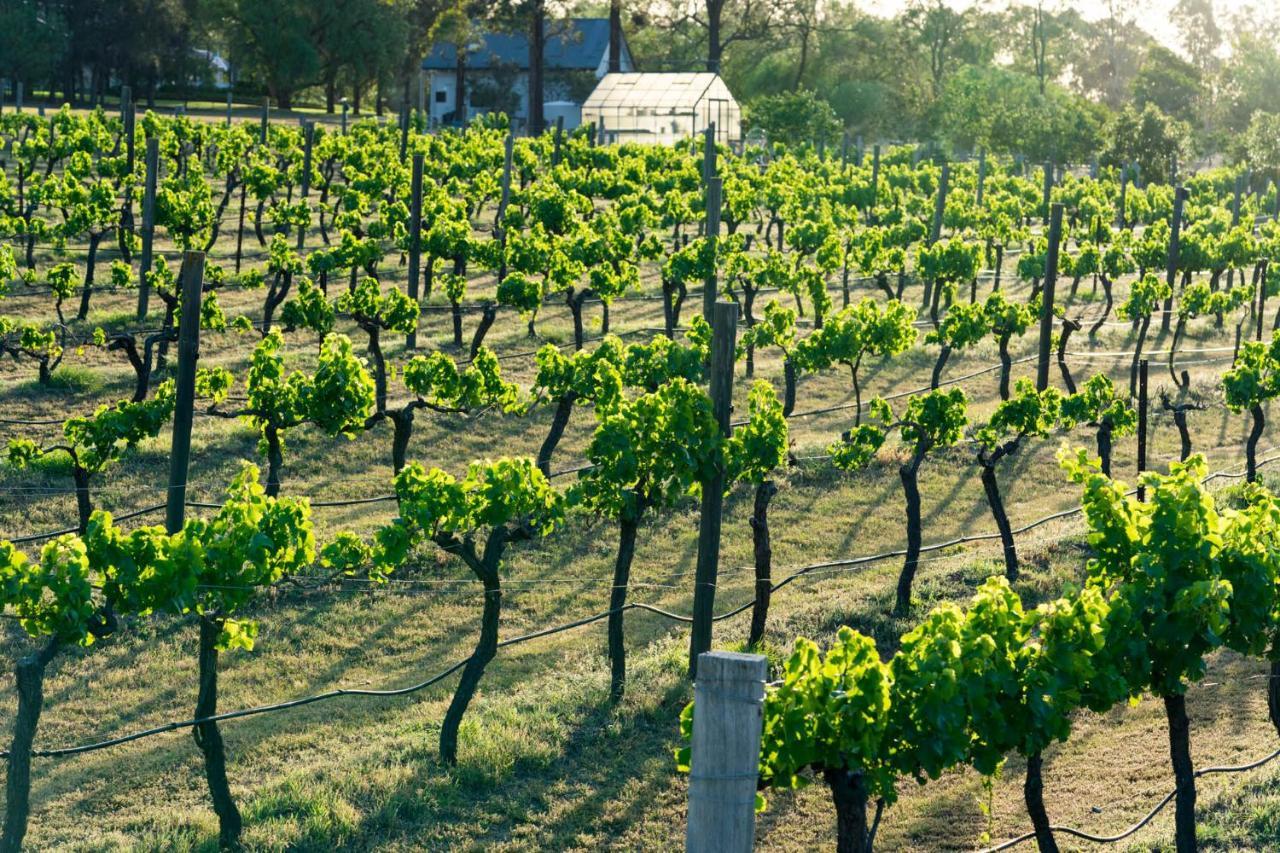 Bed & Breakfast Thistle Hill Guesthouse - Walk To Many Wineries And Restaurants Pokolbin
